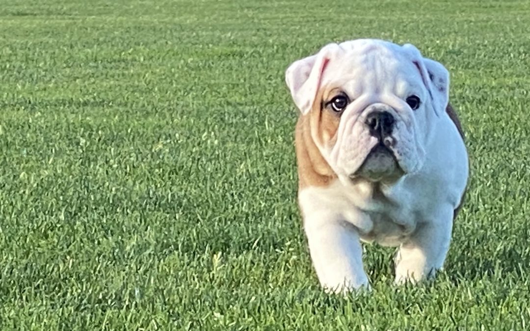 When a Purebred is Not