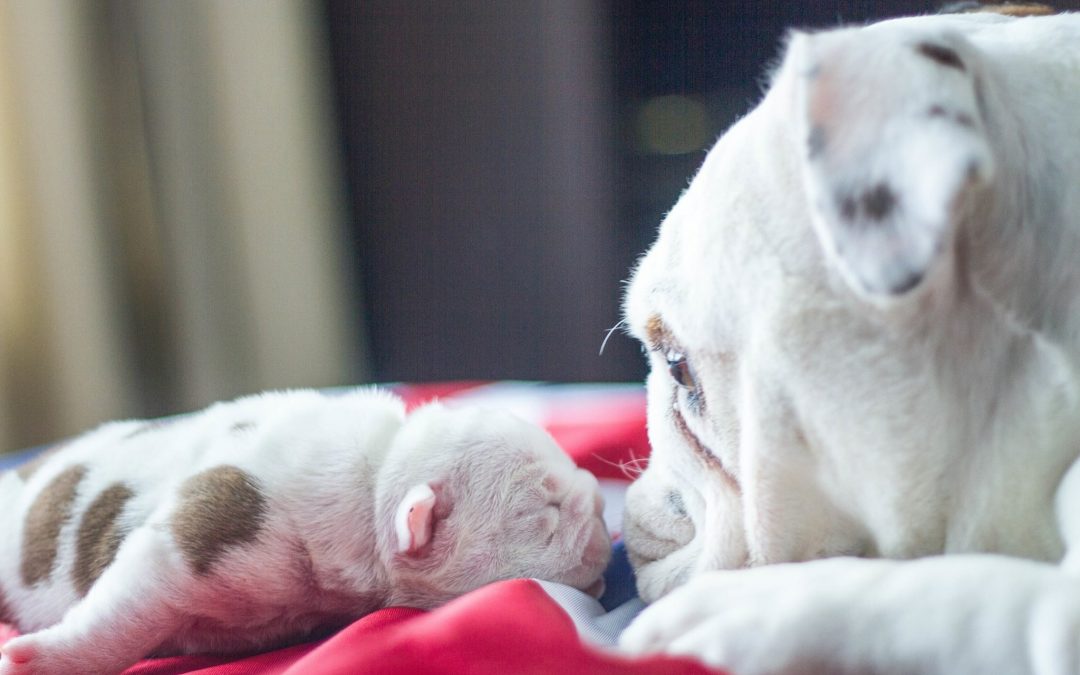 Encouraging Bully Education