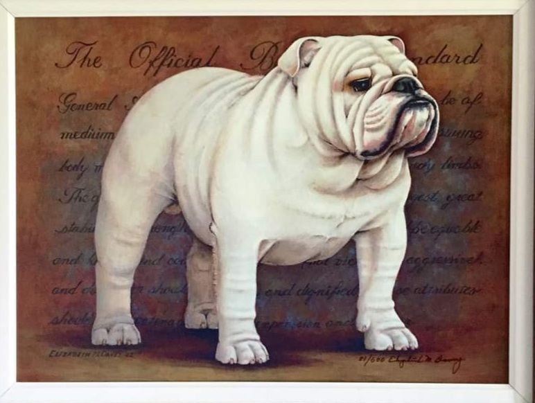 Acrylic Painting by Elizabeth Davey, Illustrator of the BCA Bulldog Standard breed standard white bulldog
