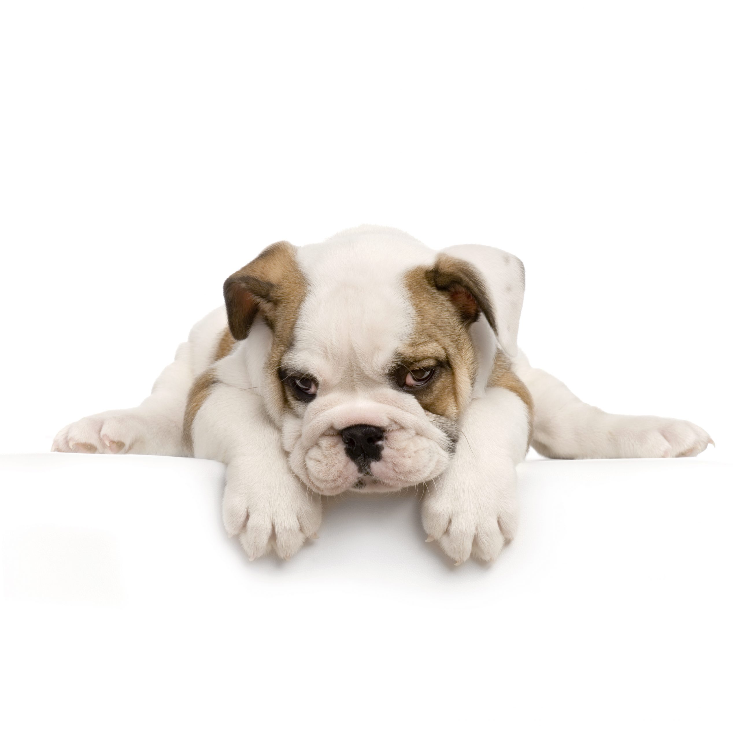 Bichon maltais blanc assis & coquin sur fond blanc