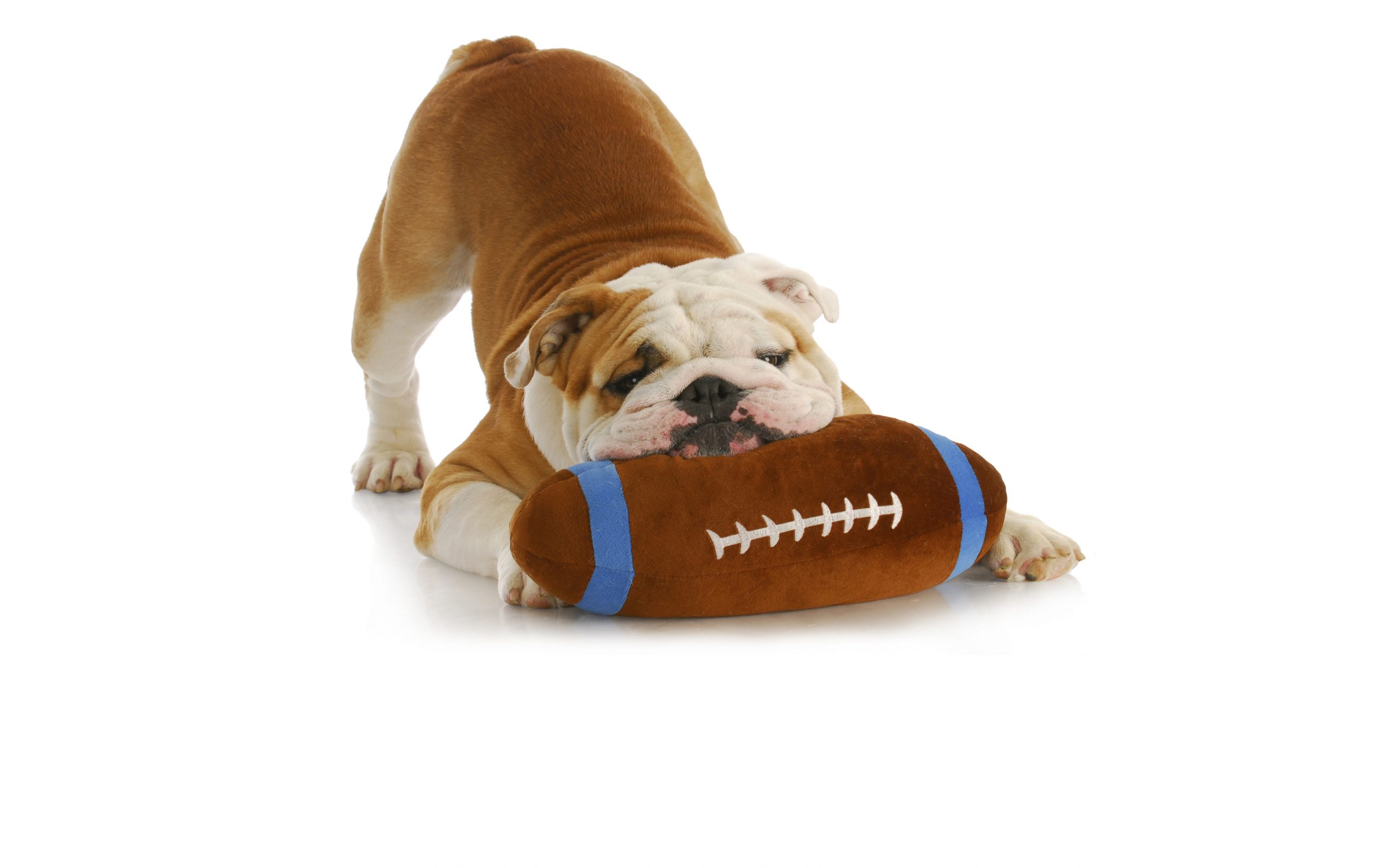 bulldog club activities bulldog running with stick