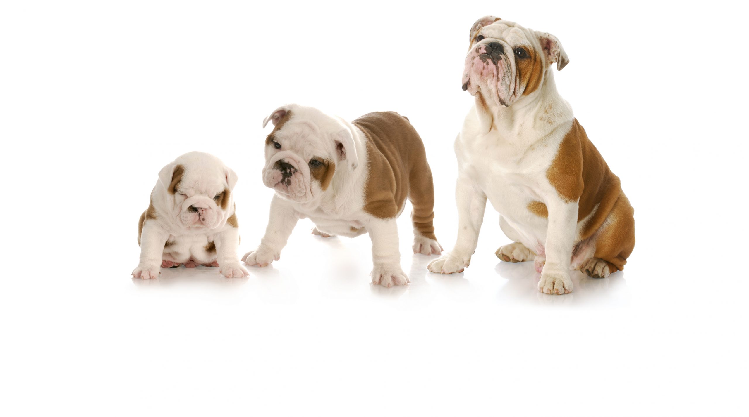puppy growth