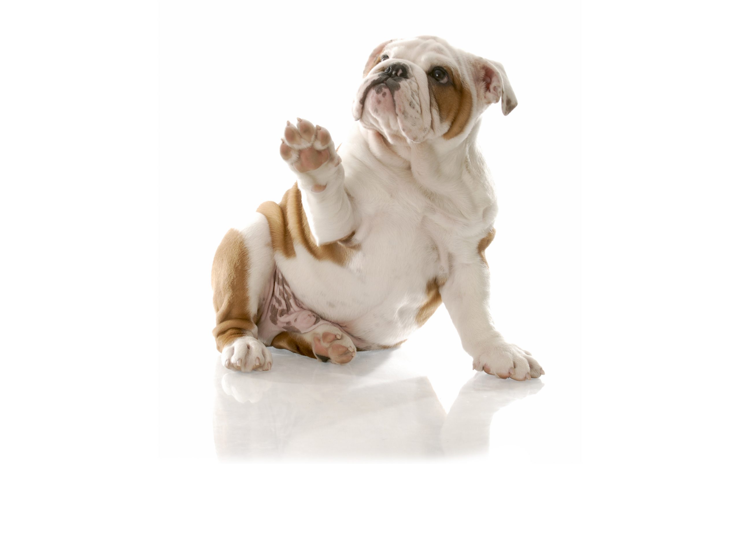 english bulldog puppy sitting holding paw up to viewer