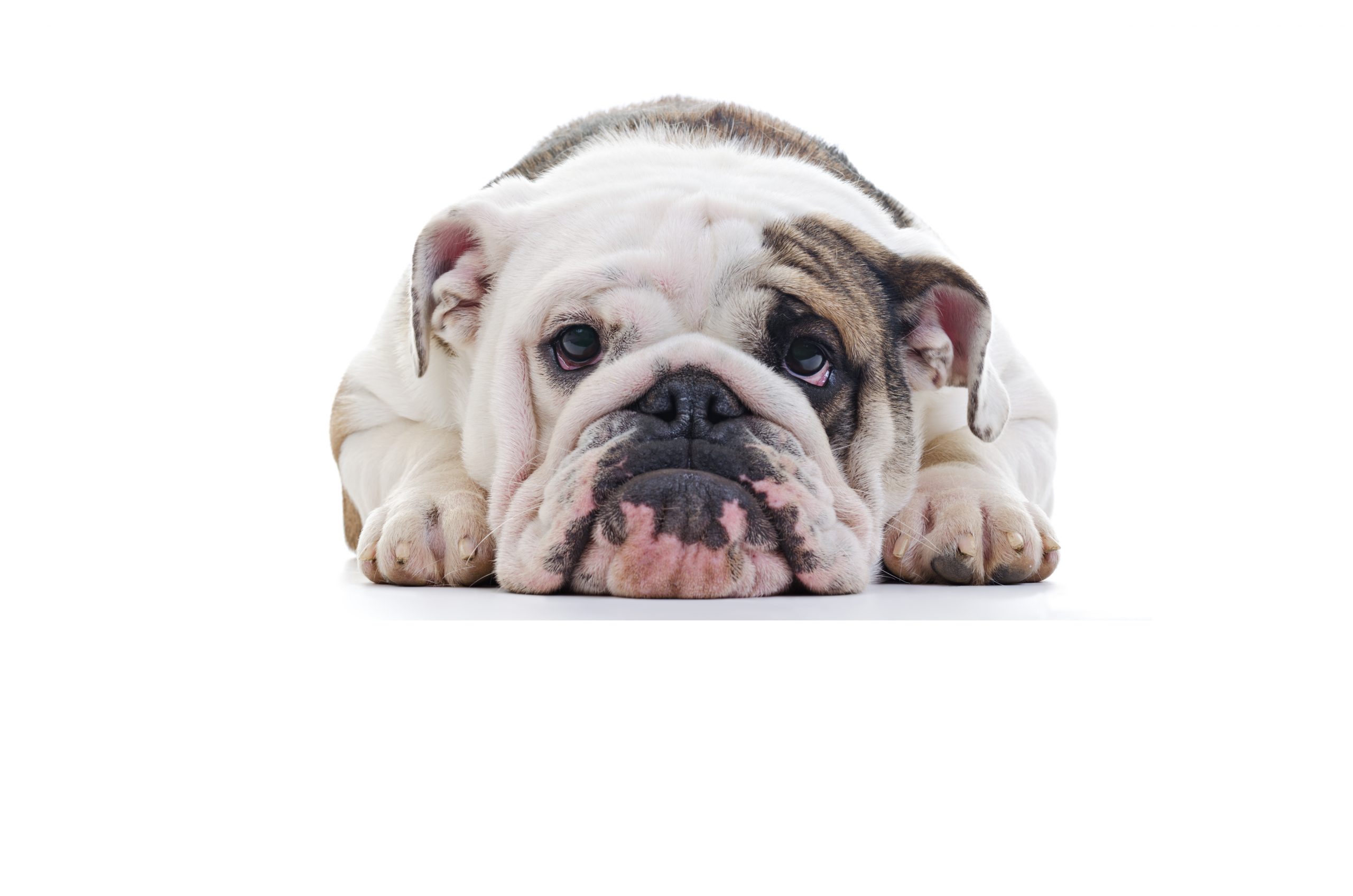 English bulldog
