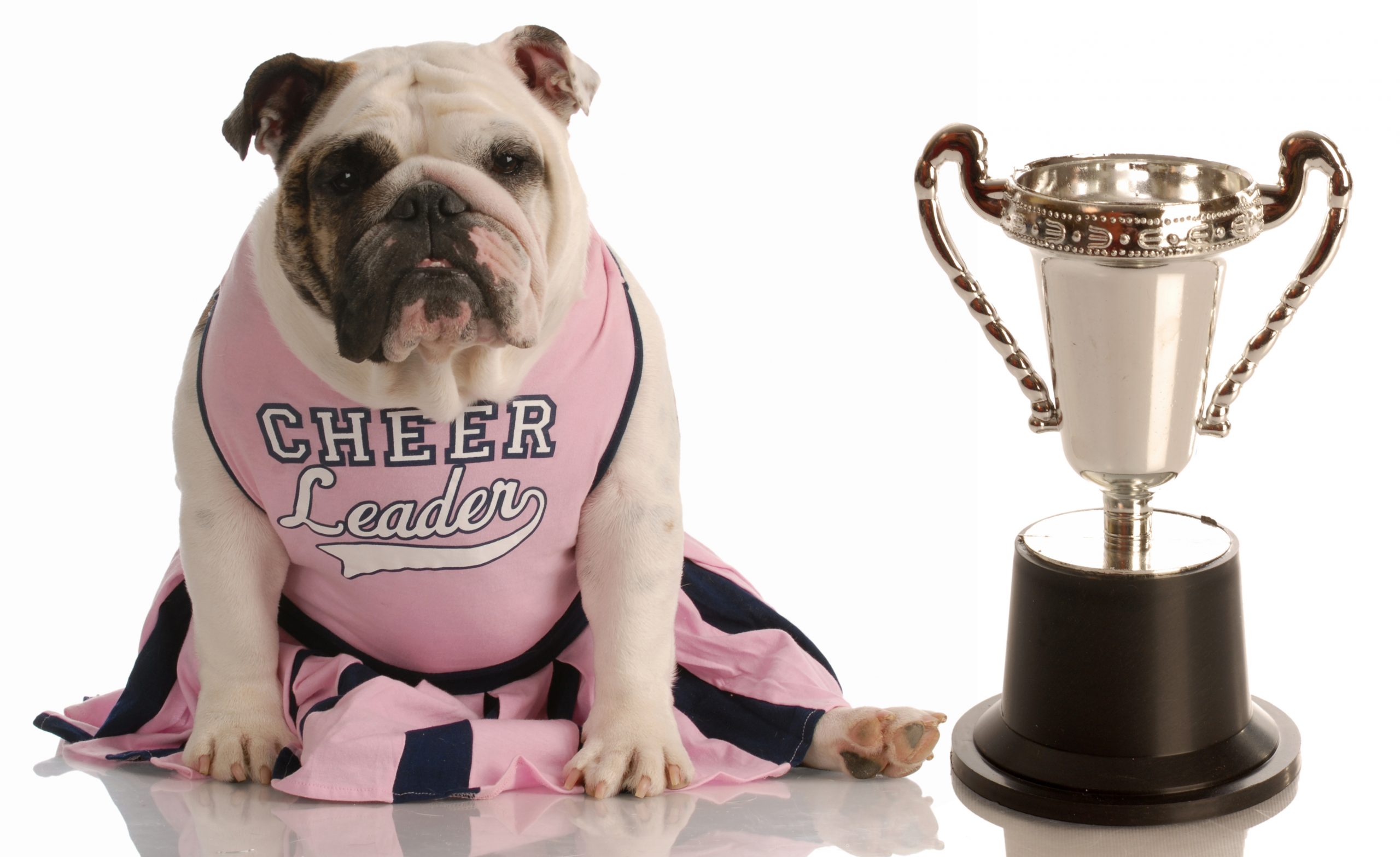 bulldog dressed as cheerleader sitting beside large trophy bulldog running with stick