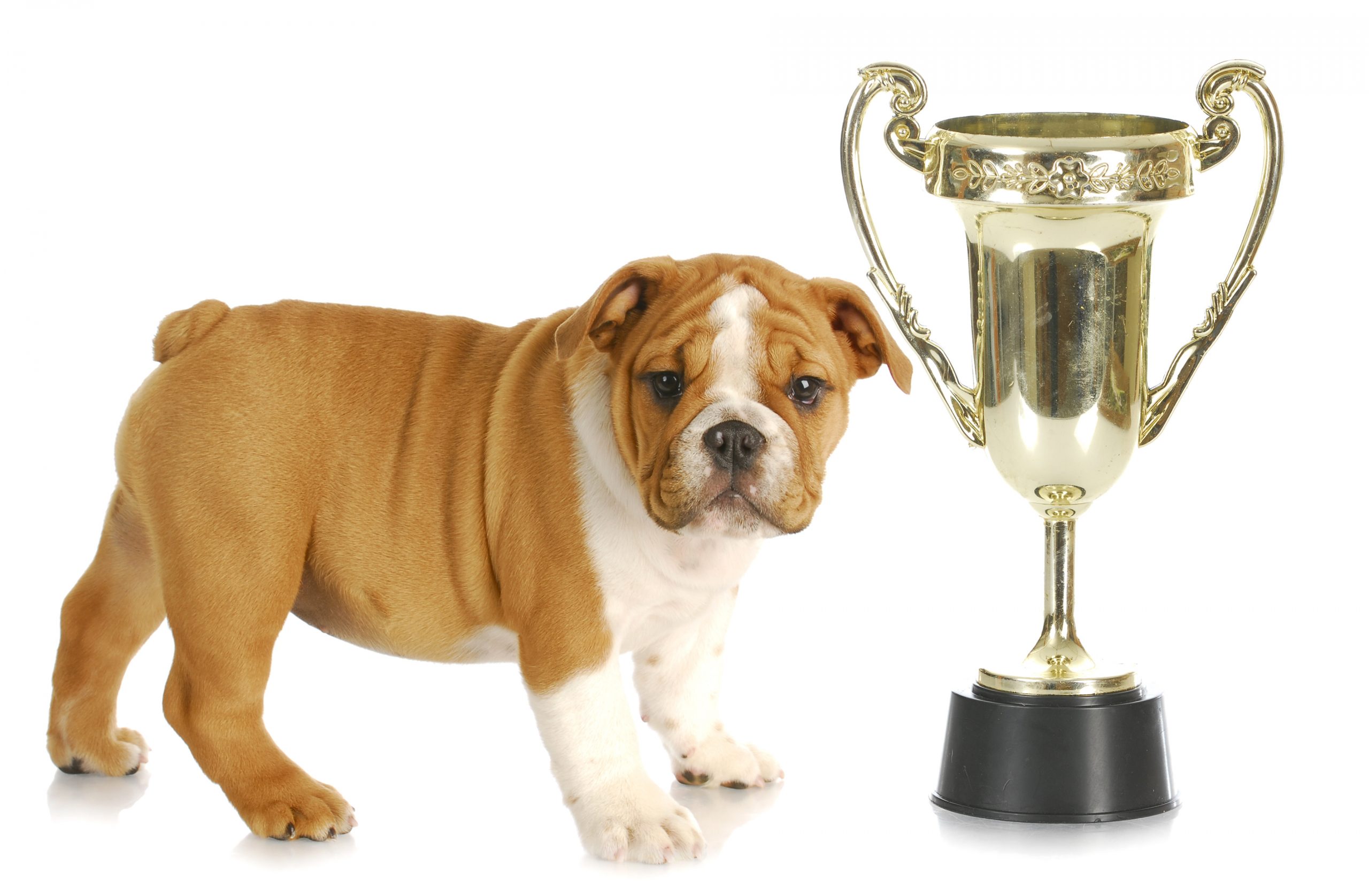 Katzgraphic pic 2 bulldog running with stick