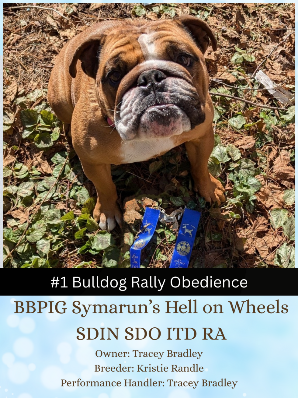 Bulldog Club of Canada